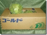 春キャべツ