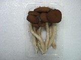 柳まつたけ