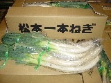 松本一本ねぎ