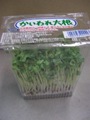 貝割れ大根