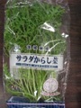 サラダからし菜
