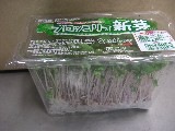 ブロッコリーの新芽