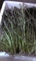 赤水菜