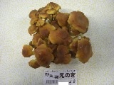 野生種えのき