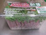 赤ラディッシュの新芽