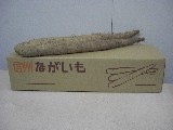 ながいも