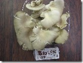アワビ茸