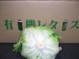 有機レタス