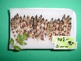 つくし