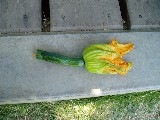 花ズッキーニ
