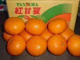 紅甘夏