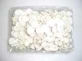 白白