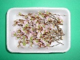 桜の花枝
