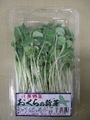 オクラの新芽