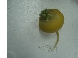 黄かぶ