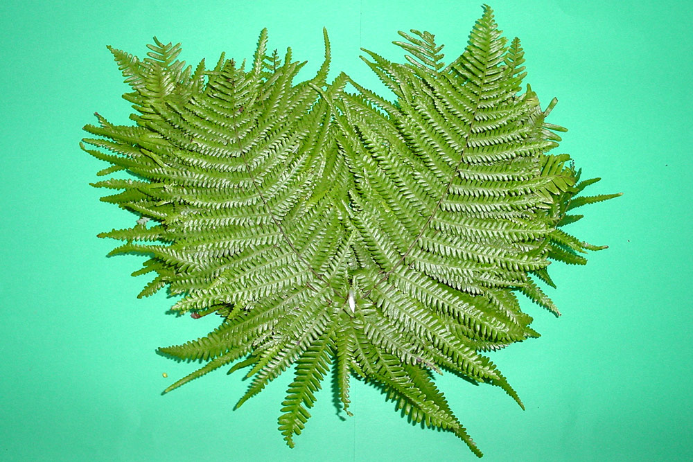 ウラジロシダ 裏白シダ 裏白 正月 しめ縄 ウラジロシダ 裏白シダ 裏白