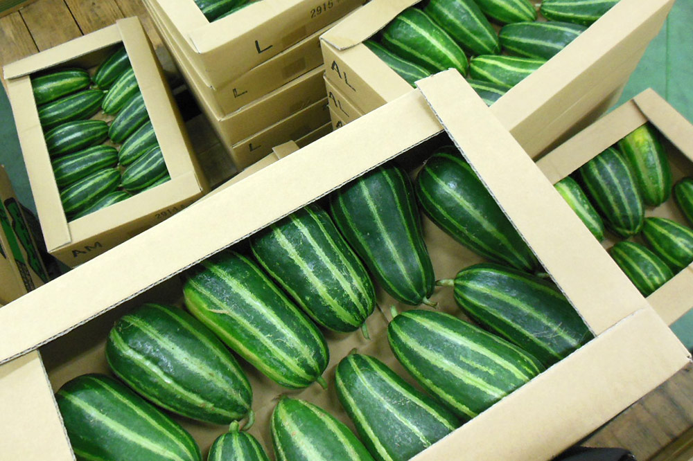 島瓜 丸友中部青果