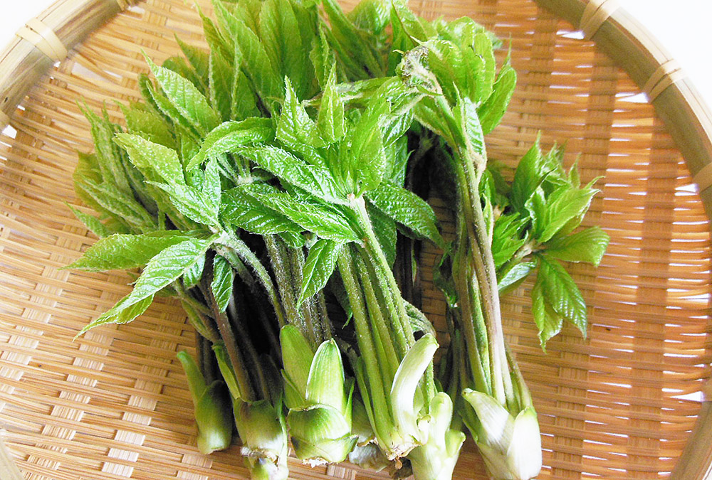 漉油