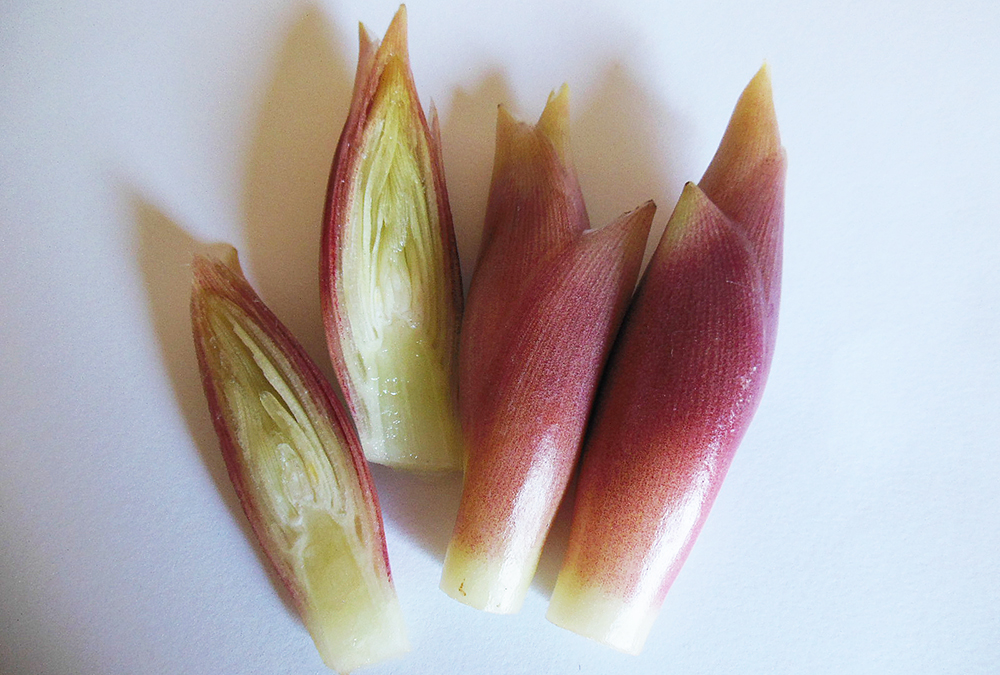【たまにメ◯カリ】みょうが☆茗荷☆400g☆長崎県産 MICHI様専用】みょうが☆茗荷☆400g☆長崎県産 - メルカリ