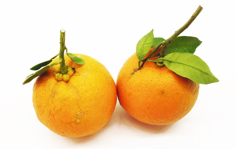 橙（だいだい） | 丸友中部青果