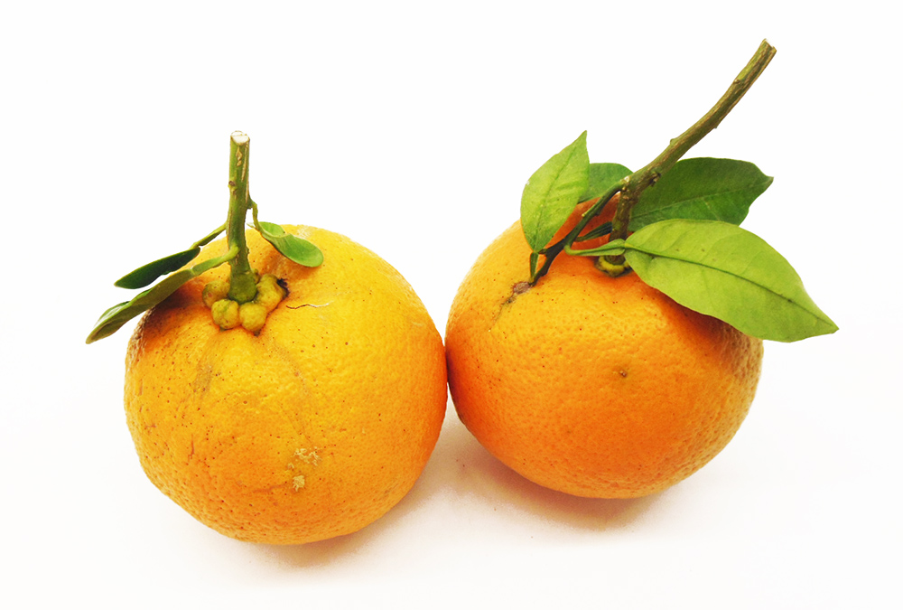 橙 かぼす苗木♪お正月供え餅の上の 蜜柑レモンの横に♪