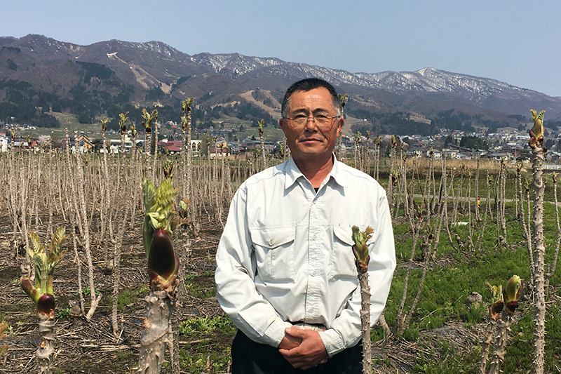 長野県飯山市 山菜の王様 タラの芽 を求めて 丸友中部青果