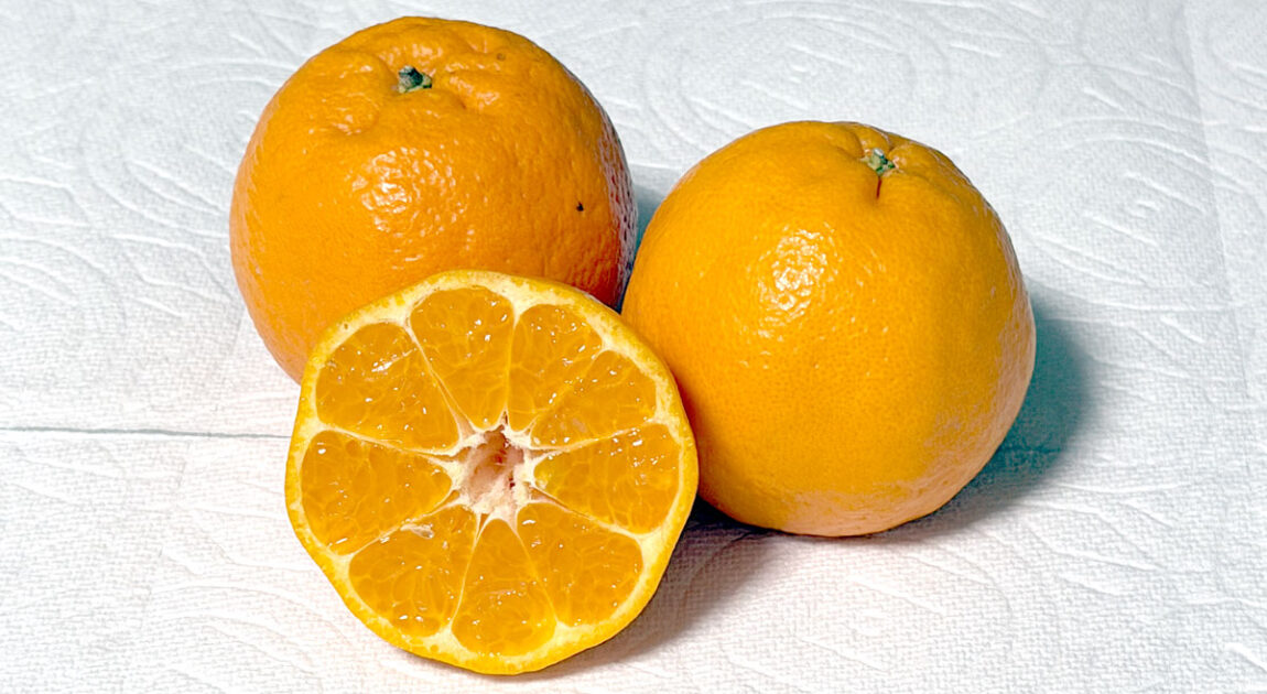 ポンカン | 丸友中部青果