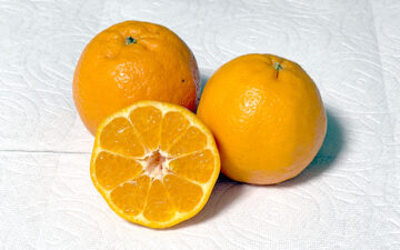 ポンカン撮影画像