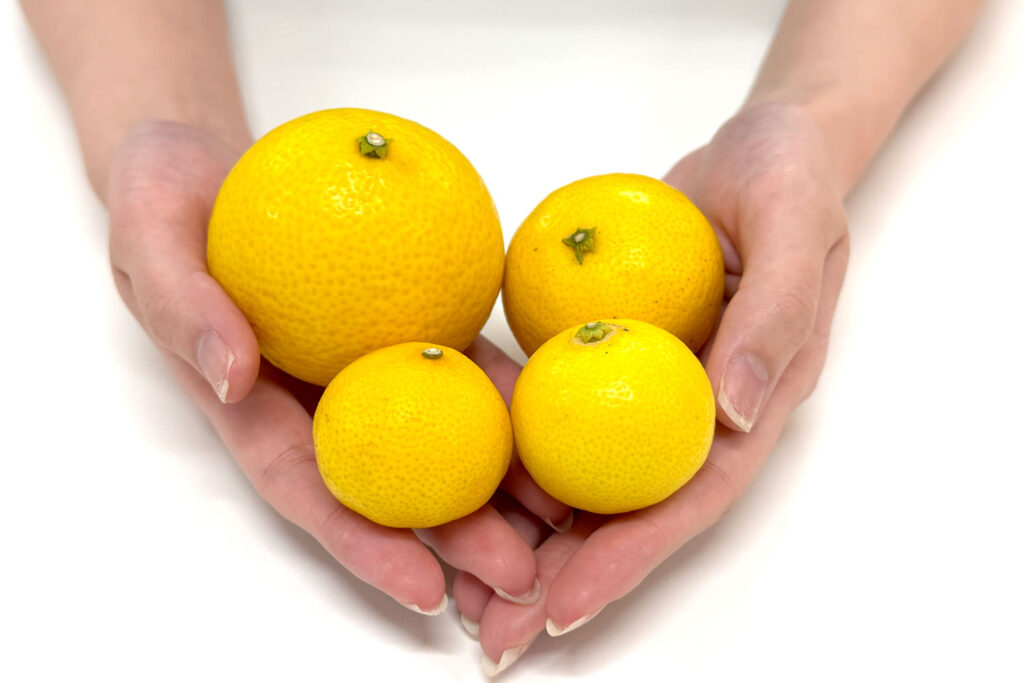 大小さまざまなパインみかん